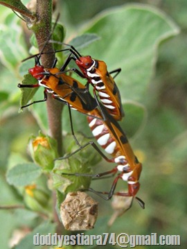 Bapak pucung - Dysdercus cingulatus - Red Cotton Bug - serangga kawin 3