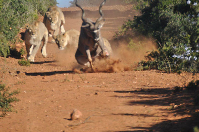 Wild Buck vs African Lions