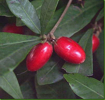 Synsepalum subcordatum