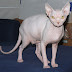 Sphynx Cat Related Keywords amp; Suggestions Sphynx Cat Long Tail