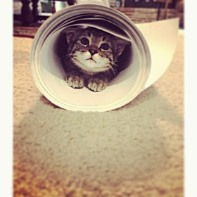 Funny cats - part 82 (40 pics + 10 gifs), cat photo, cat hides inside paper roll