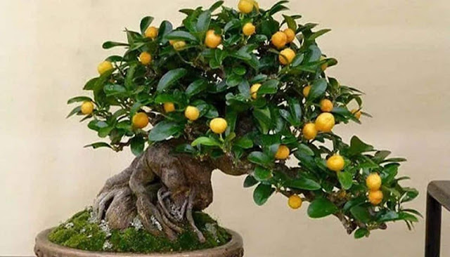 bonsai citrus trees