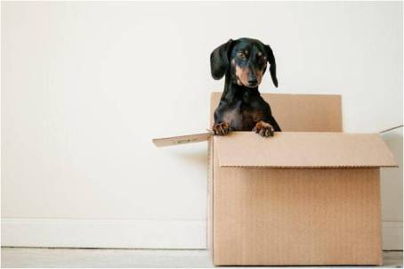 A dog sitting in a moving box.