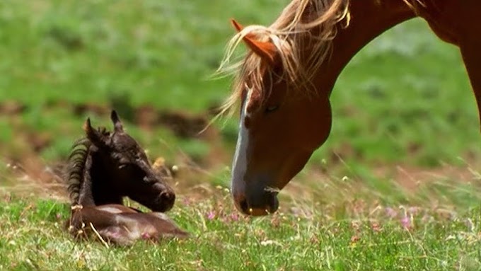 Cavalo Matando Filhote!