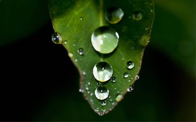 Water Drops Macro Widescreen Wallpaper 1