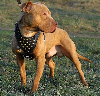 American Pitbull Wallpapers