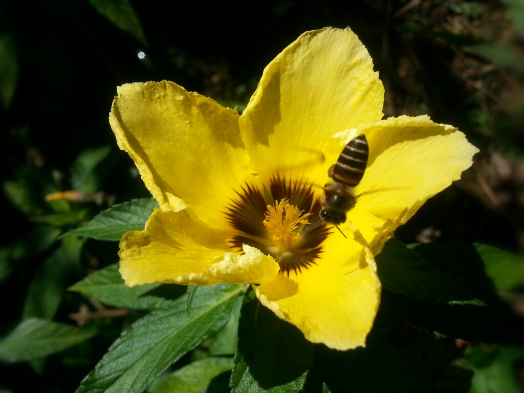  Bunga Dan Lebah MaMaRey 