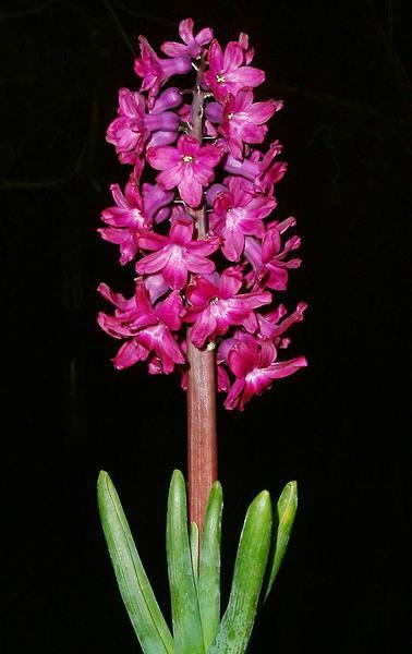 http://fr.wikipedia.org/wiki/Hyacinthus