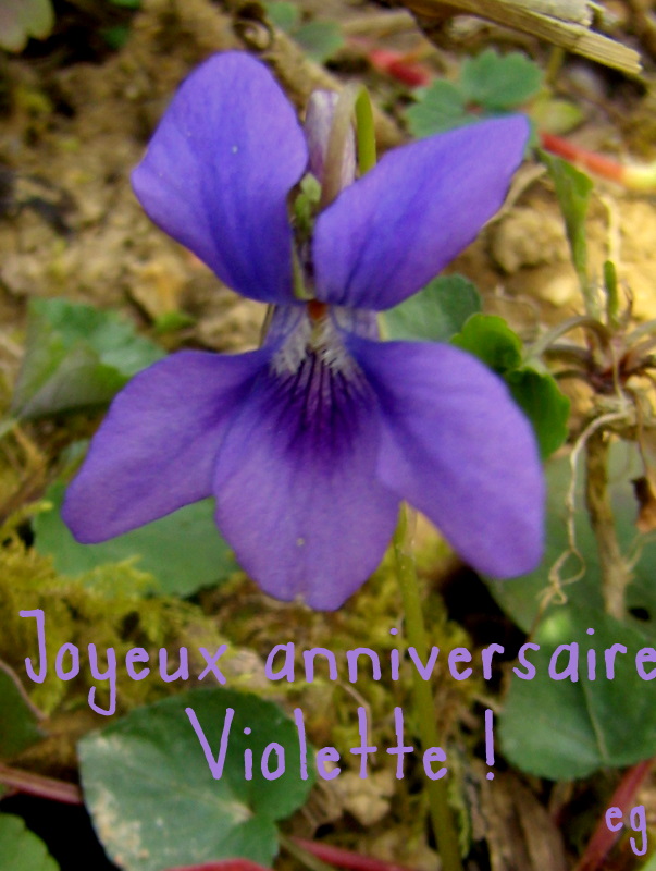 Randonnez Vous Dans Ce Blog Joyeux Anniversaire Violette