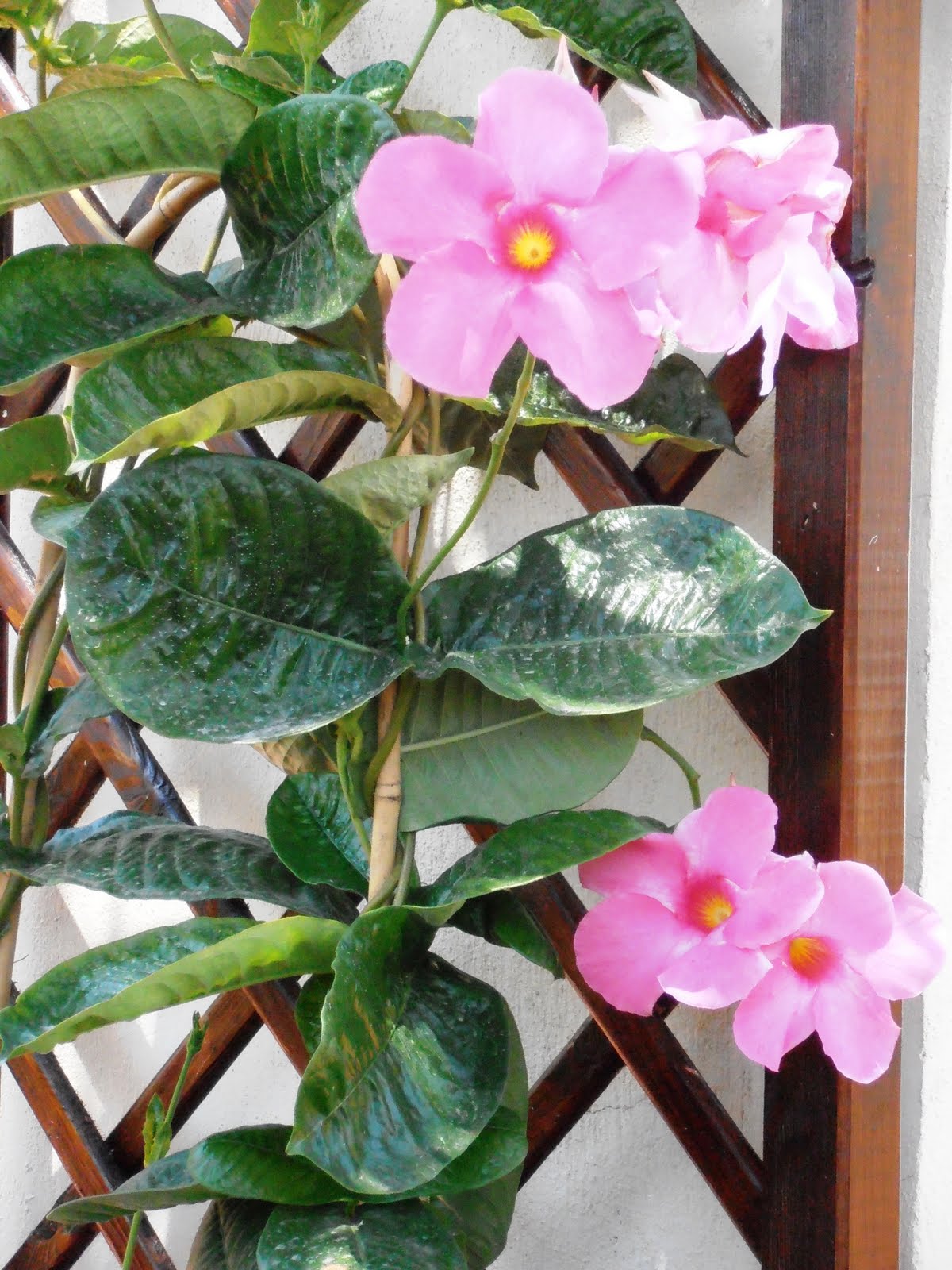 Mandevilla