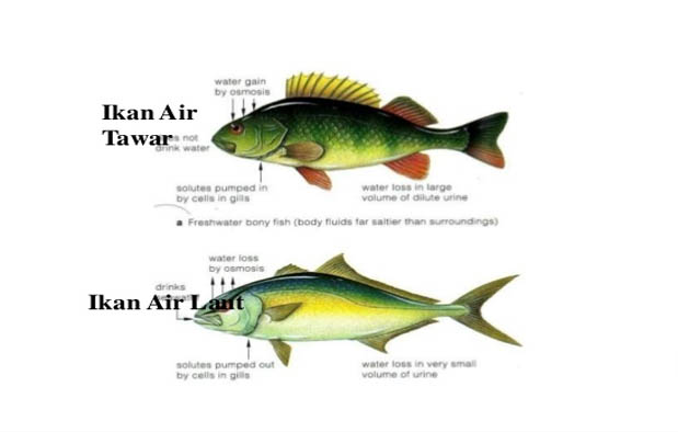 15 Contoh  Adaptasi  Fisiologi  Pada Tumbuhan Dan Hewan 