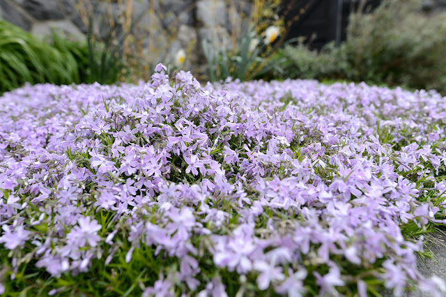 Biltmore Blooms