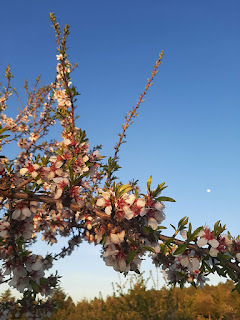 galho de amendoeiras em flor e lua ao fundo
