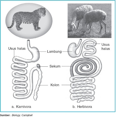 Gambar 1. Perbandingan saluran pencernaan hewan karnivora dan ...