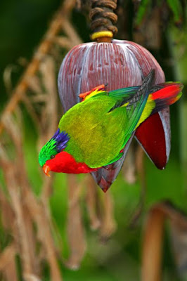 Rimatara Lorikeet