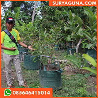 planter bag SURYAGUNA. kwalitas bagus 085646415014