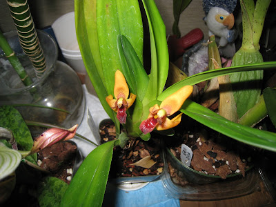 Maxillaria elatior - Sturdy Maxillaria care