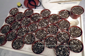 Seeds tray filled with potting mix for pelargonium cuttings