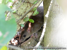 Rats (family Muridae)