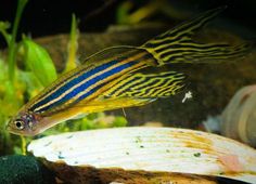 Ikan Danio Zebra Strain Lila