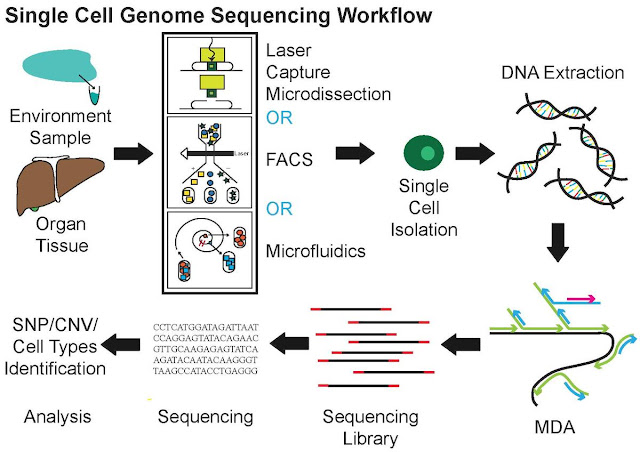 Single Cell Genome Sequencing