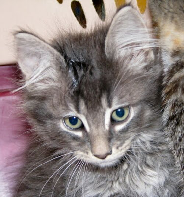 A very beautiful long hair tabby male kitten, neutered today.