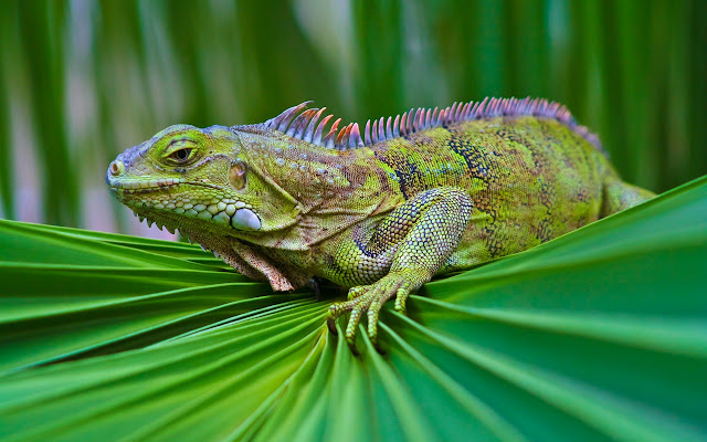 Обыкнове́нная игуана (Iguana iguana)