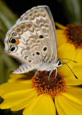 miami blue butterfly