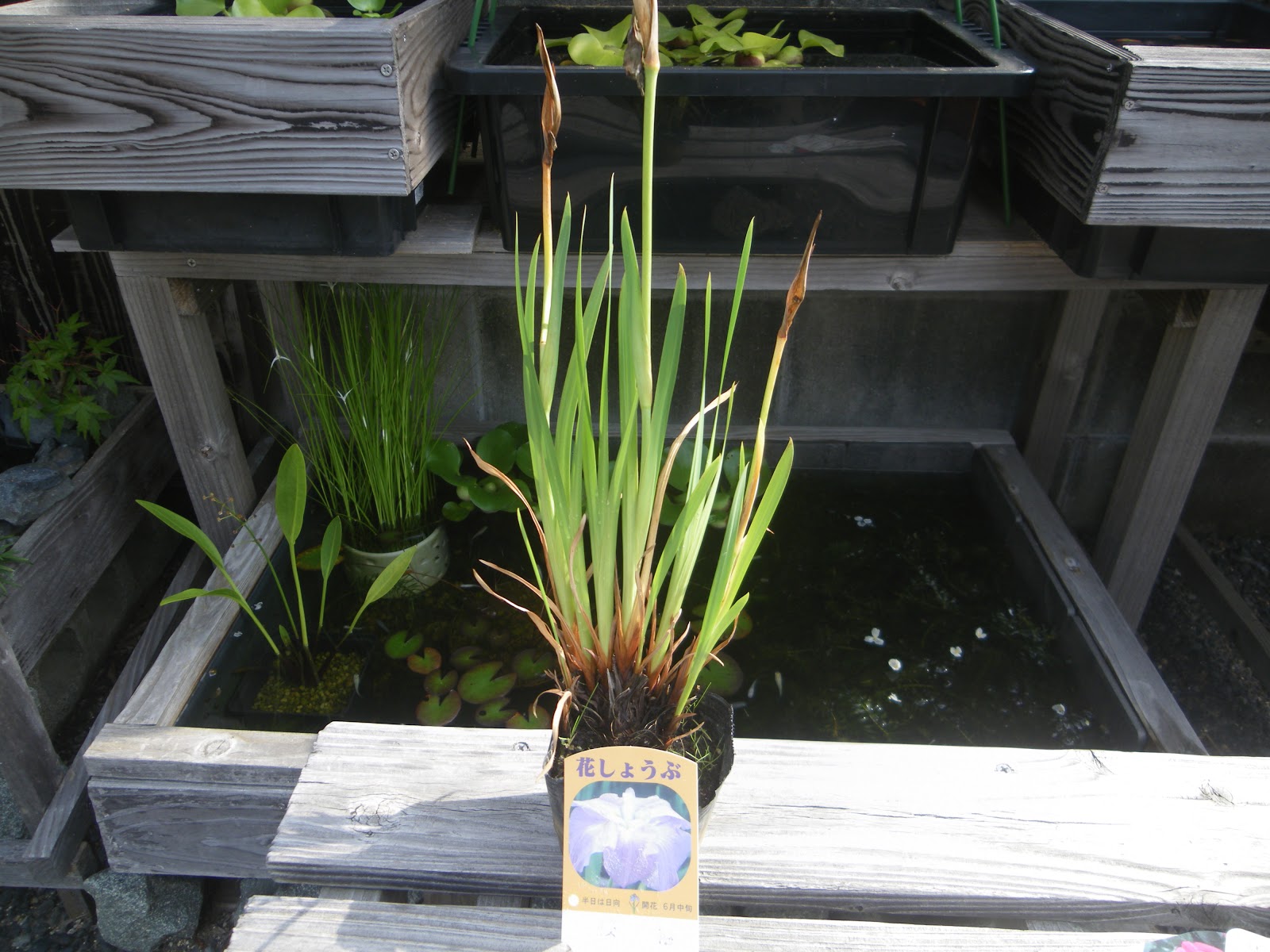花菖蒲をメダカのビオトープに飾るために育てる メダカの大工