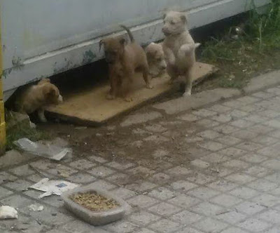 ¡Ayuda! Estos cuatro cachorros viven solos en una obra de Córdoba