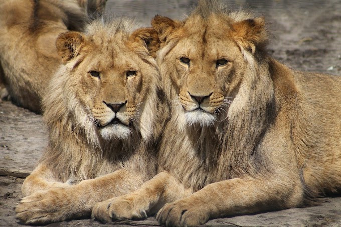 Some facts about lions