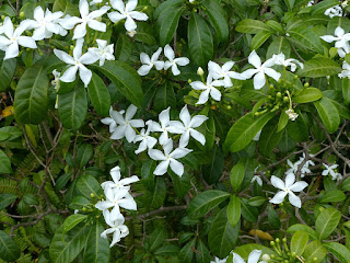 Fleur de l'amour - Faux jasmin - Tabernaemontana corymbosa 