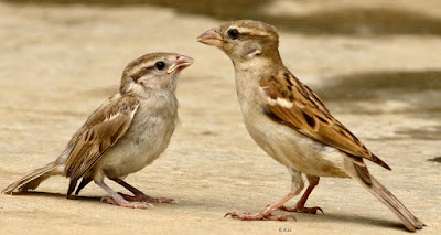 House Sparrow