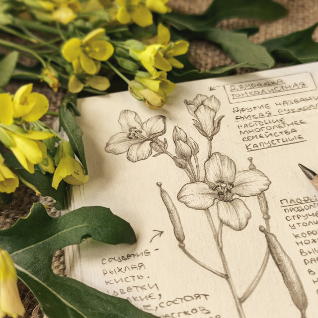 Diplotaxis tenuifolia: field wild plant, botanical pencil sketch, floral art, sketchbook collection, botanical illustration
