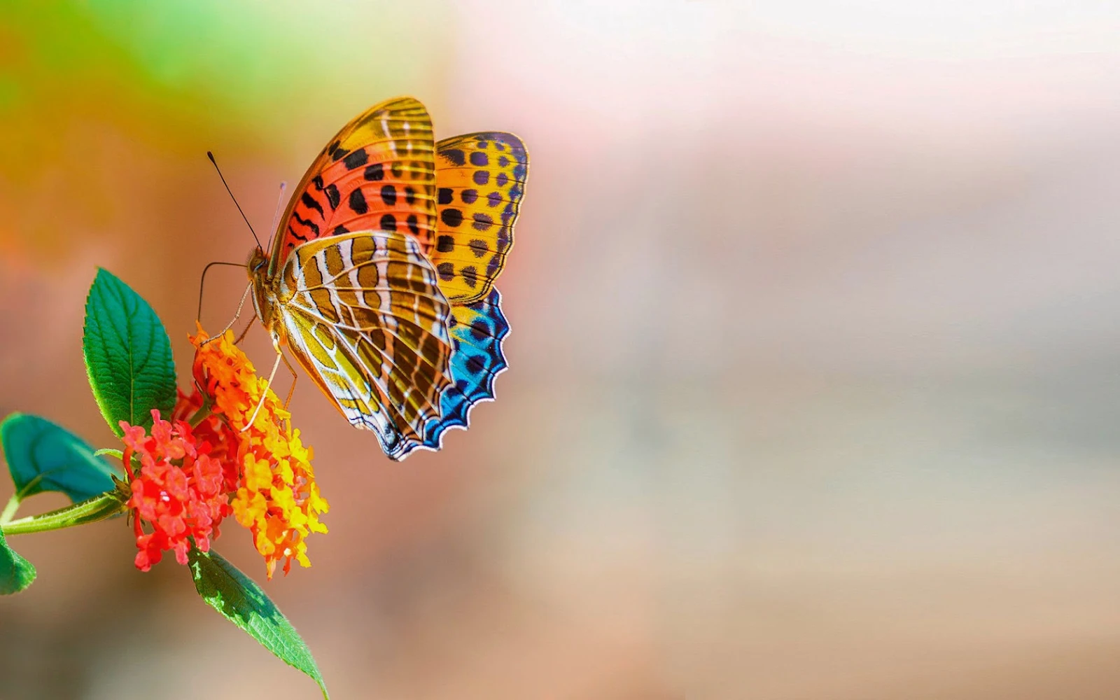 Mooie kleurrijke vlinder op mooie bloem