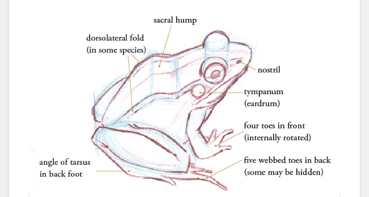 Specimen B: Toad