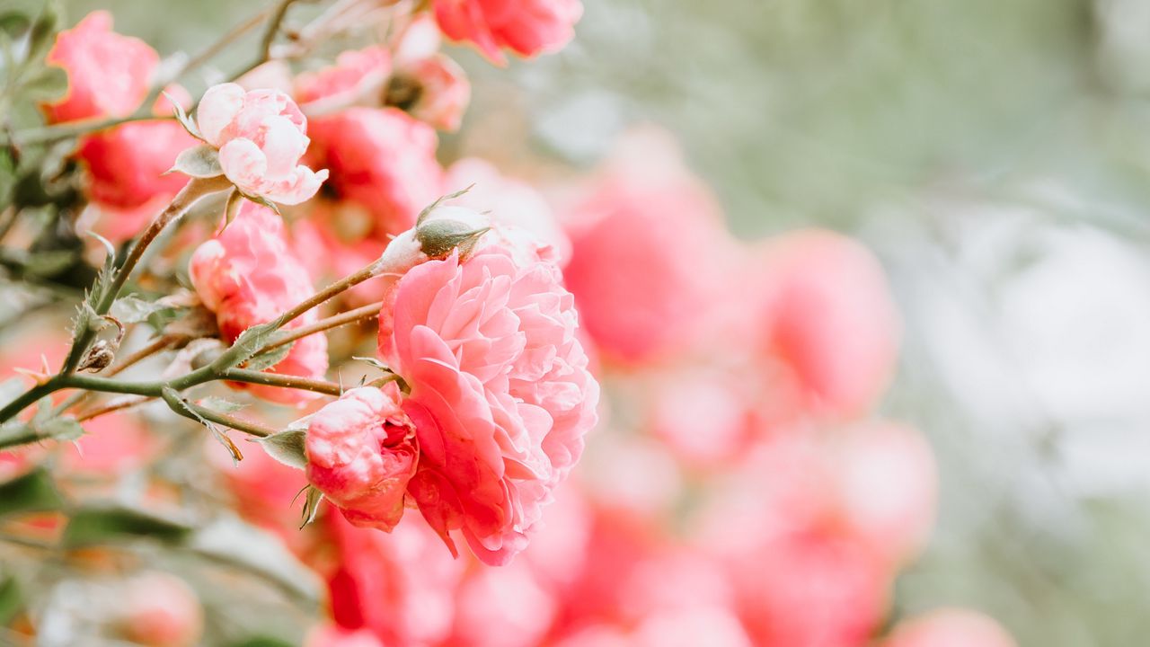 Wallpaper Roses Buds Bush