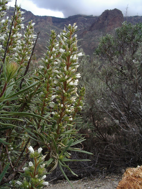 Echium onosmifolium subsp. onosmifolium