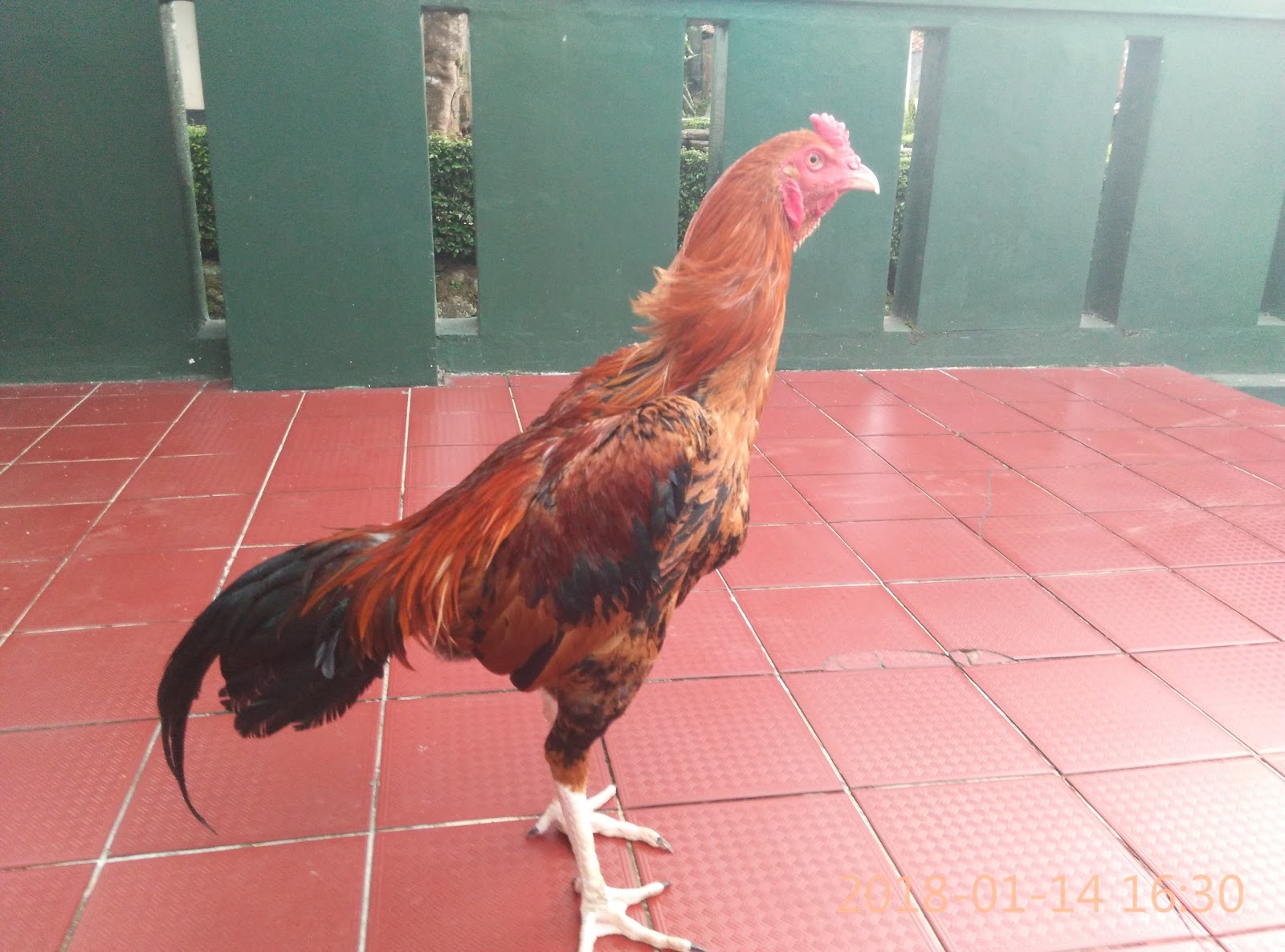 Download Gambar  Ayam  Birma  Ori