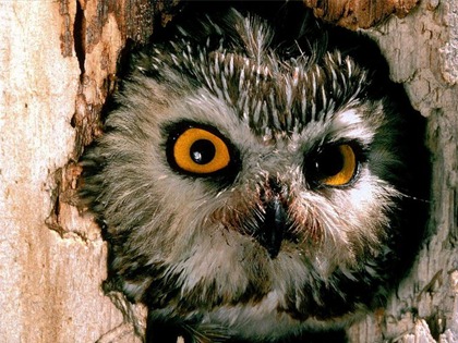 owls03
