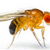 How To Eradicate Fruit Flies In The Kitchen