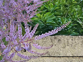 Purple flowers, Tetradenia Riparia, Ginger Bush