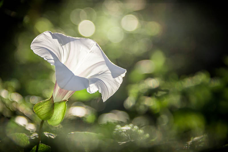 Bokeh, foto de Carlos Larios