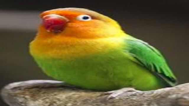 Lovebird Fischer