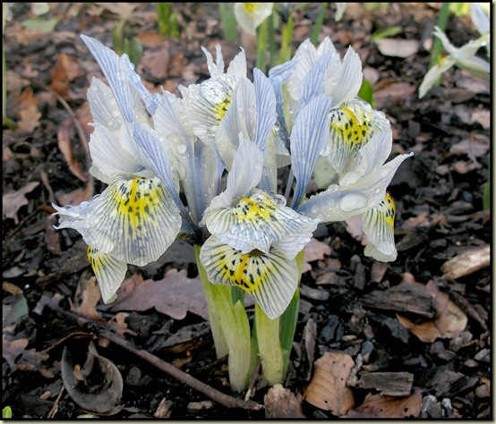 Iris