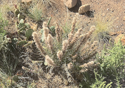 Liatris, gayfeather, with seeds