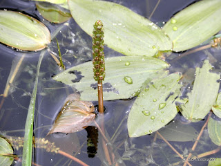 Broad-leaved Pondweed