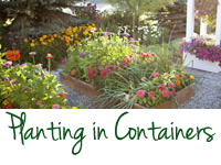 Planting in Containers