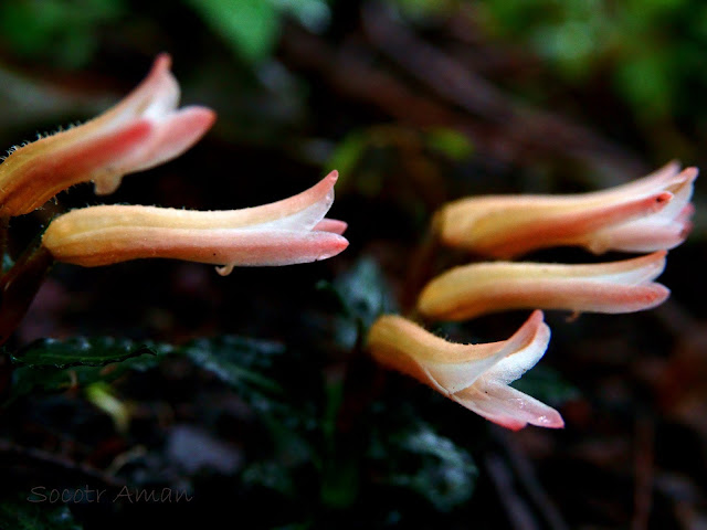 Goodyera biflora