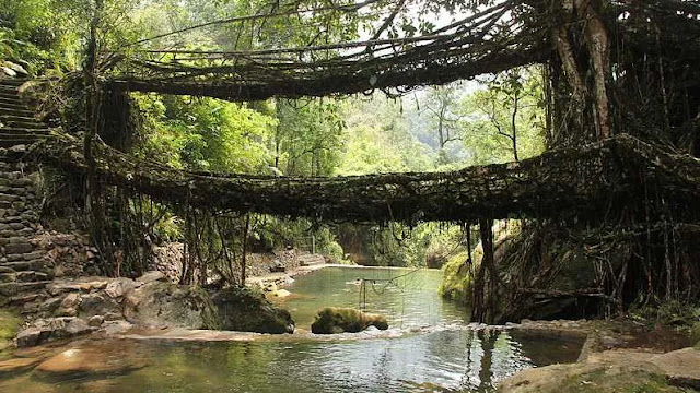 الجسور الحية الطبيعية
